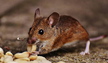24 Hour & Emergency Exterminators in Meadowcreek, VA